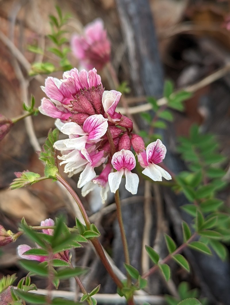 Hosackia stipularis var. ottleyi photo 6