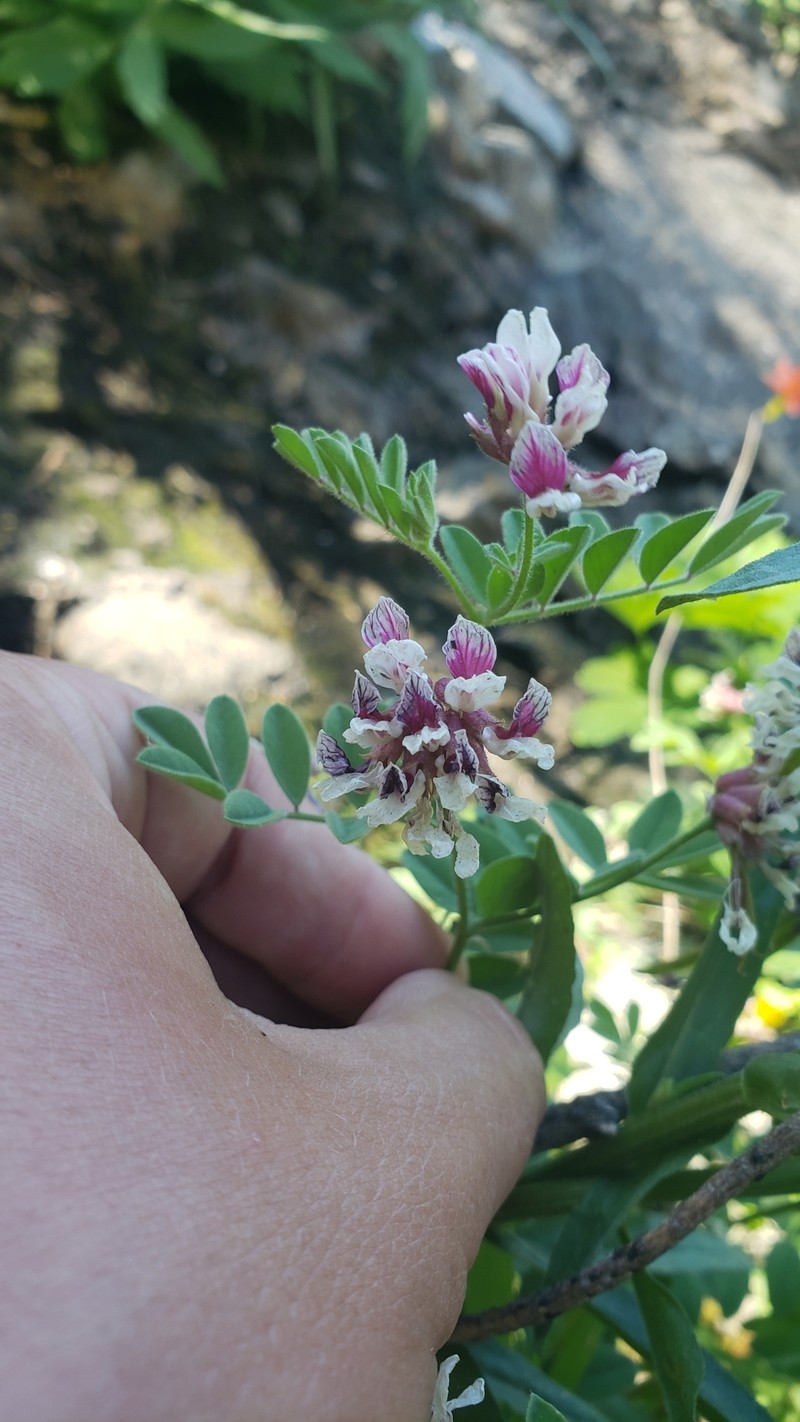 Hosackia stipularis var. ottleyi photo 7