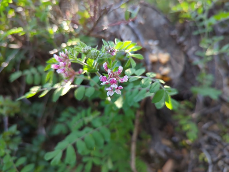 Hosackia stipularis var. stipularis