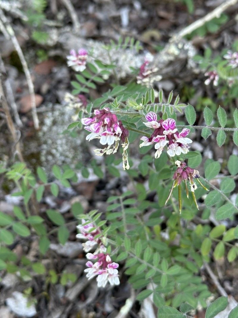 Hosackia stipularis var. stipularis photo 2