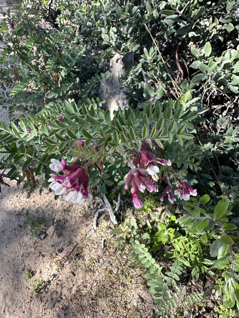 Hosackia stipularis var. stipularis photo 3