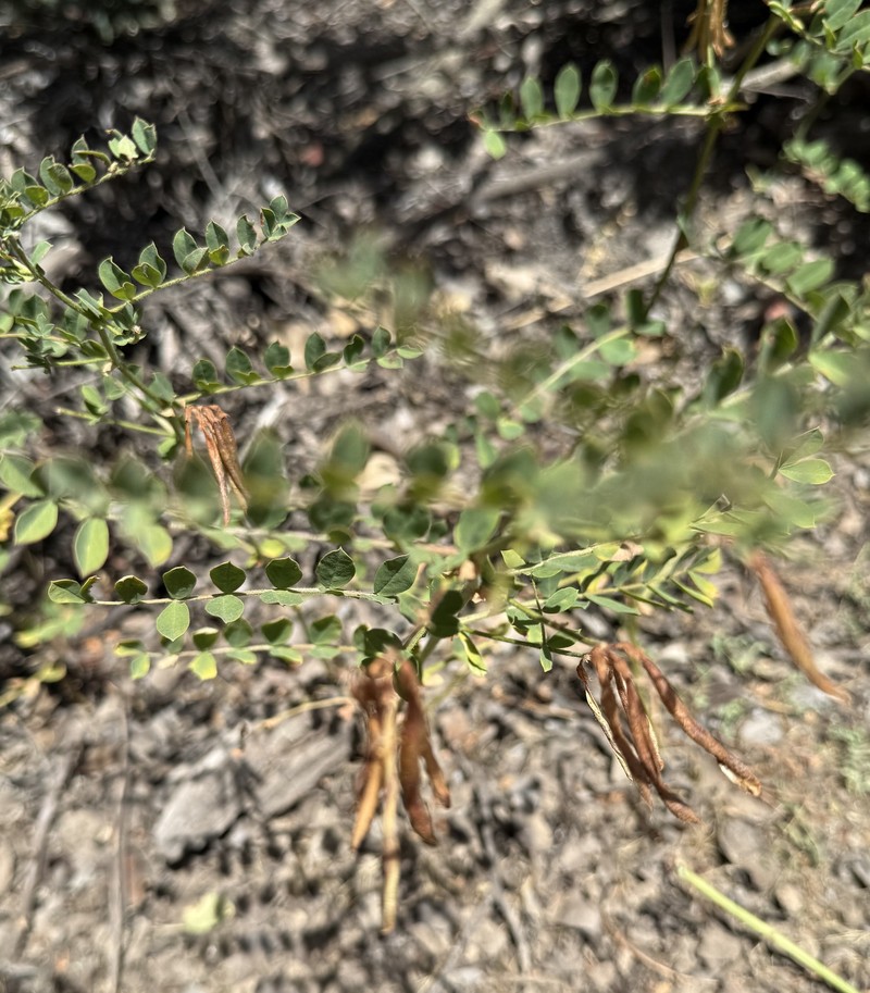 Hosackia stipularis var. stipularis photo 4