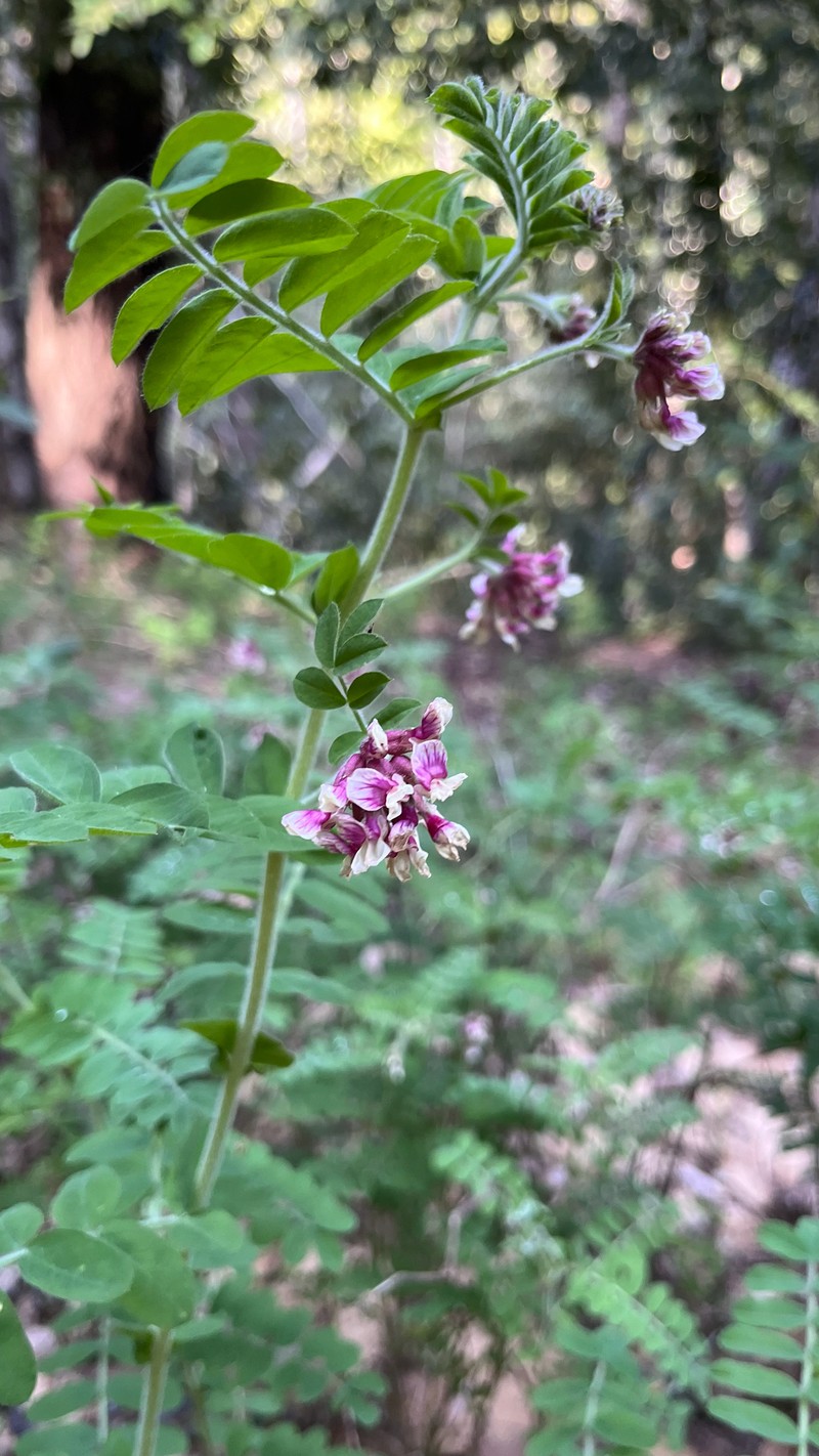 Hosackia stipularis var. stipularis photo 5