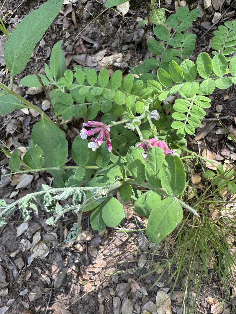 Hosackia stipularis var. stipularis photo 6
