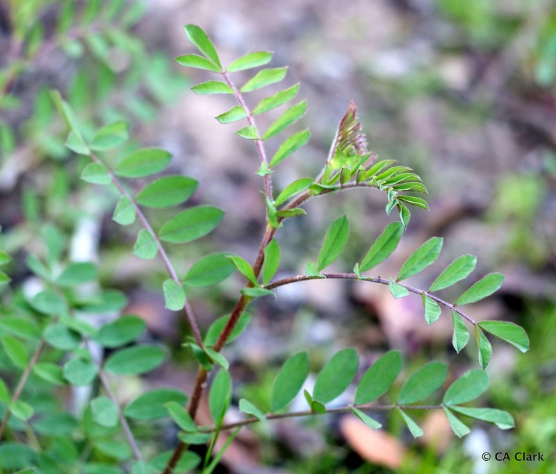 Hosackia stipularis var. stipularis photo 7