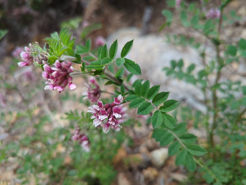 Hosackia stipularis var. stipularis photo 8
