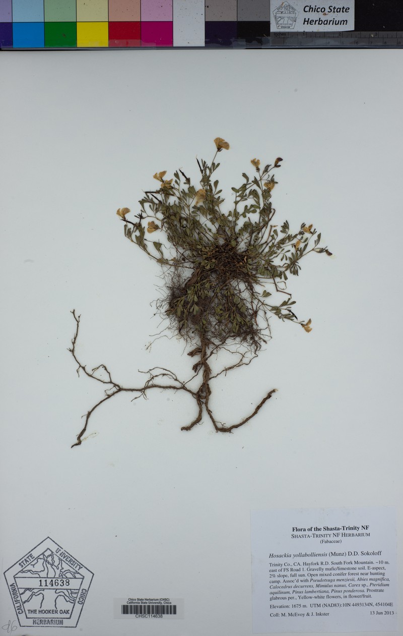 Yolla Bolly Bird's-Foot Trefoil photo 2