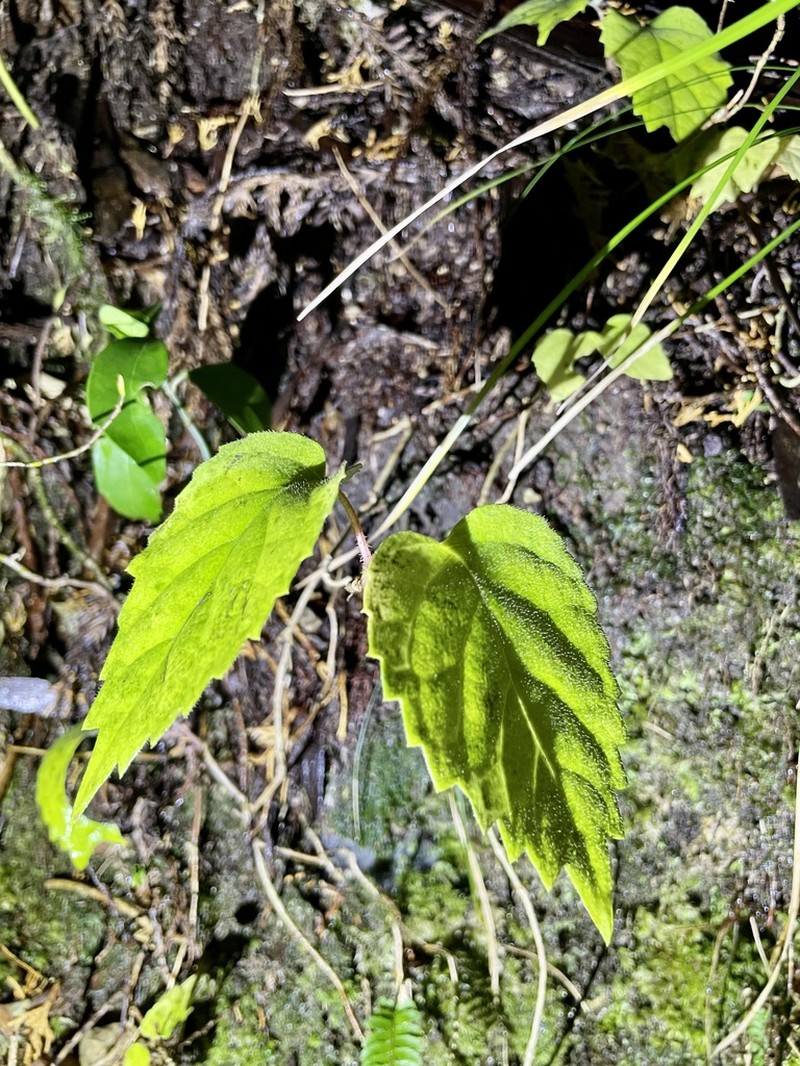 Hosiea japonica photo 2