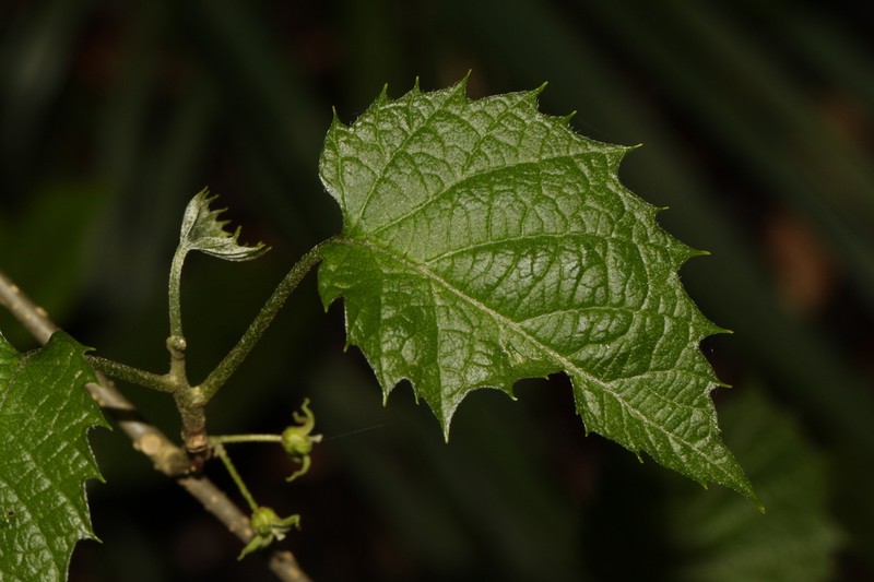 Hosiea japonica photo 3