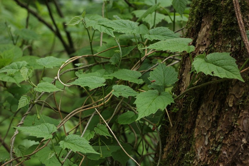 Hosiea japonica photo 4