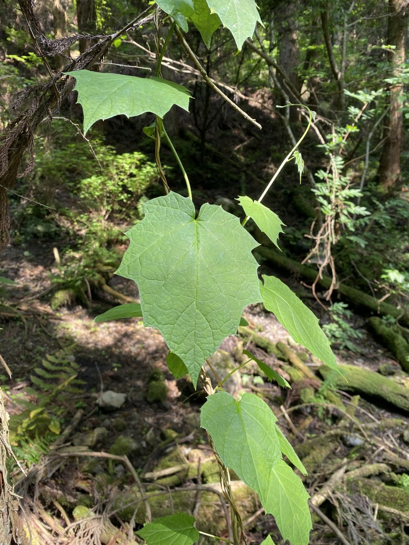 Hosiea japonica photo 5