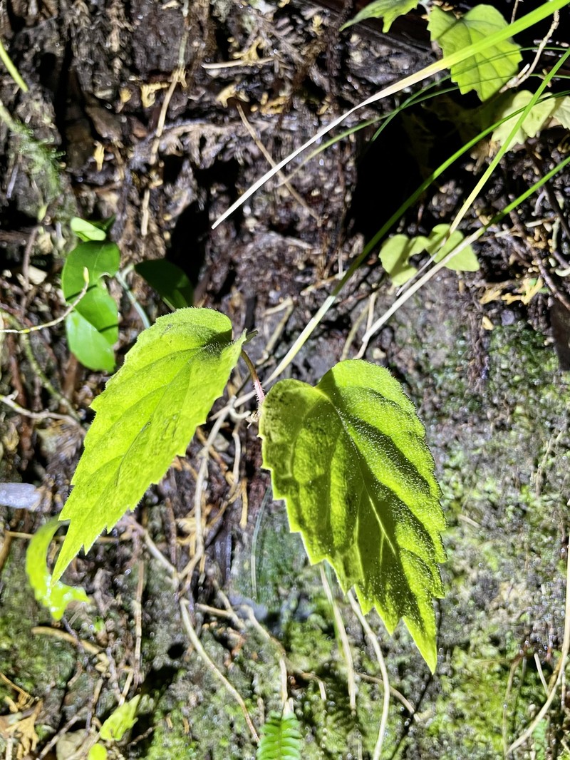 Hosiea japonica photo 6