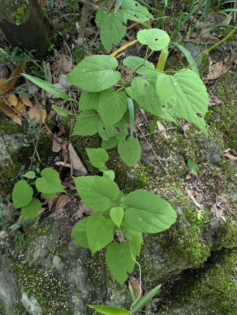 Hosiea sinensis
