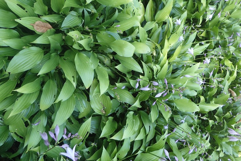 Narrowleaf Plantain Lily photo 4