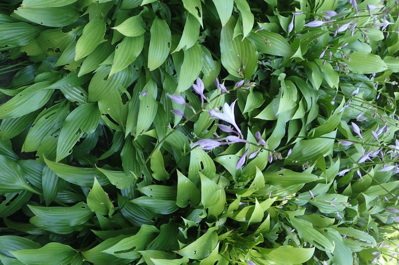 Narrowleaf Plantain Lily photo 5