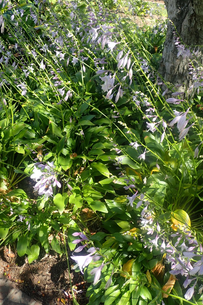 Narrowleaf Plantain Lily photo 2
