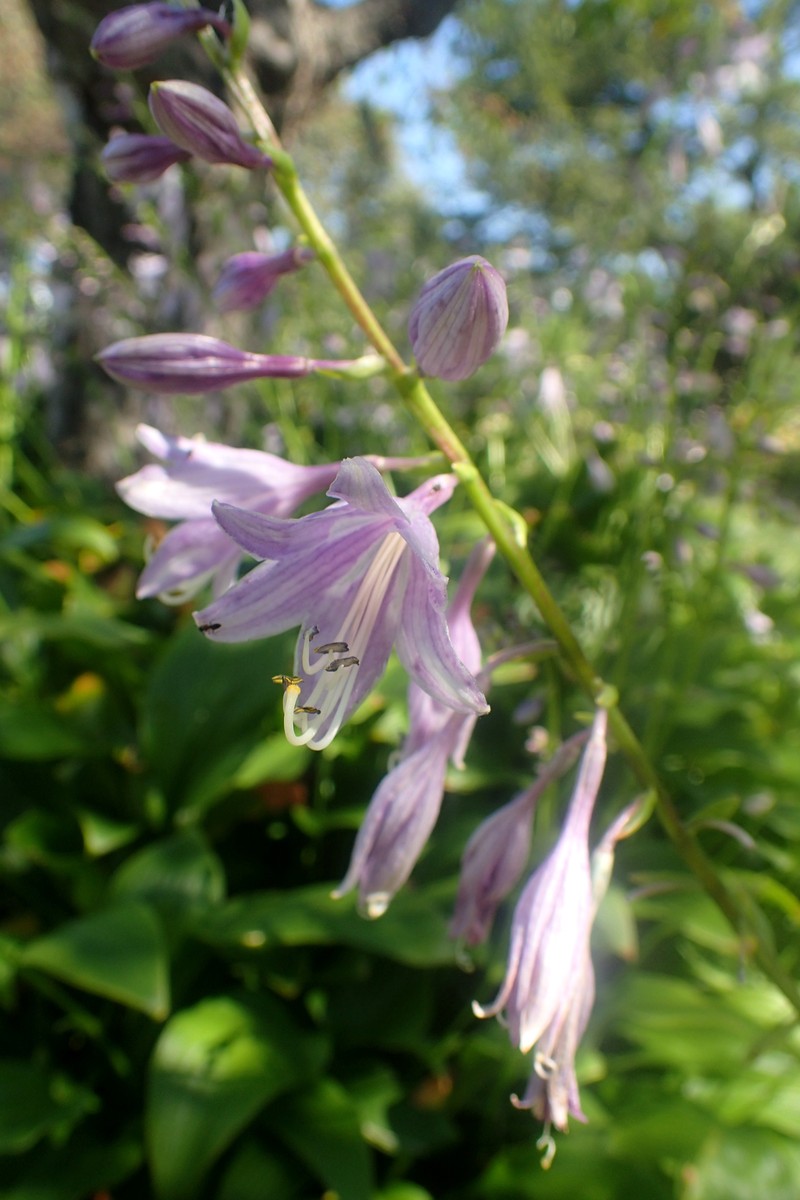 Narrowleaf Plantain Lily