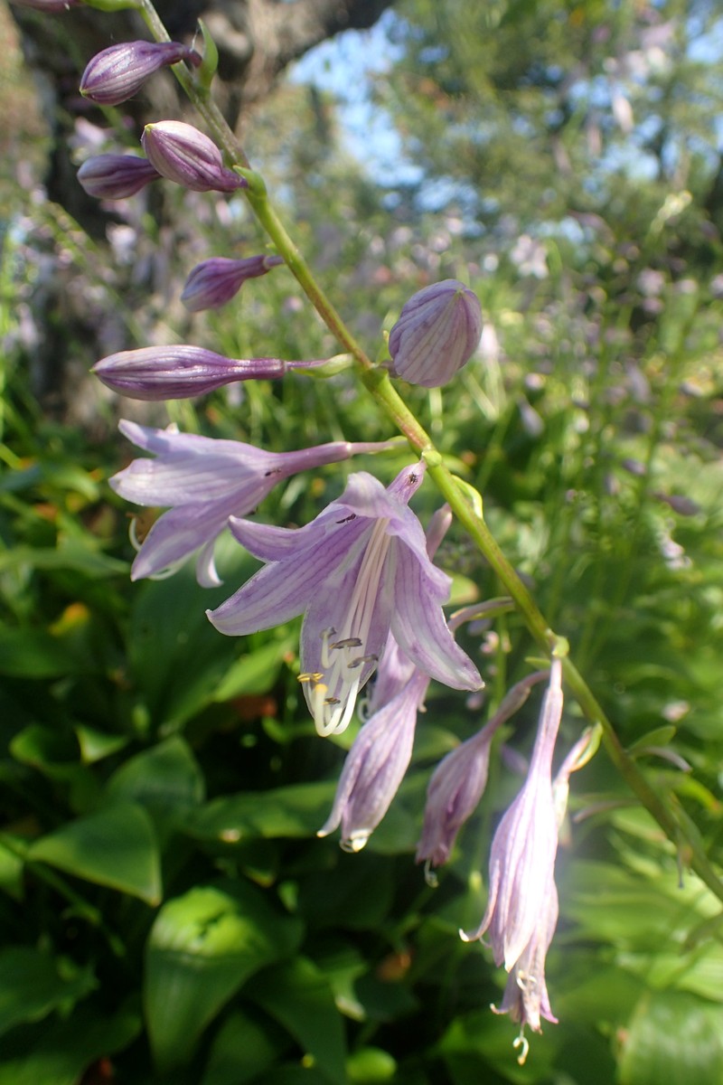 Narrowleaf Plantain Lily photo 3