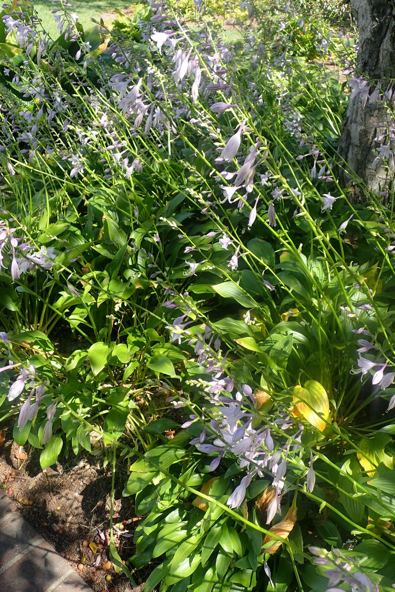Narrowleaf Plantain Lily photo 6