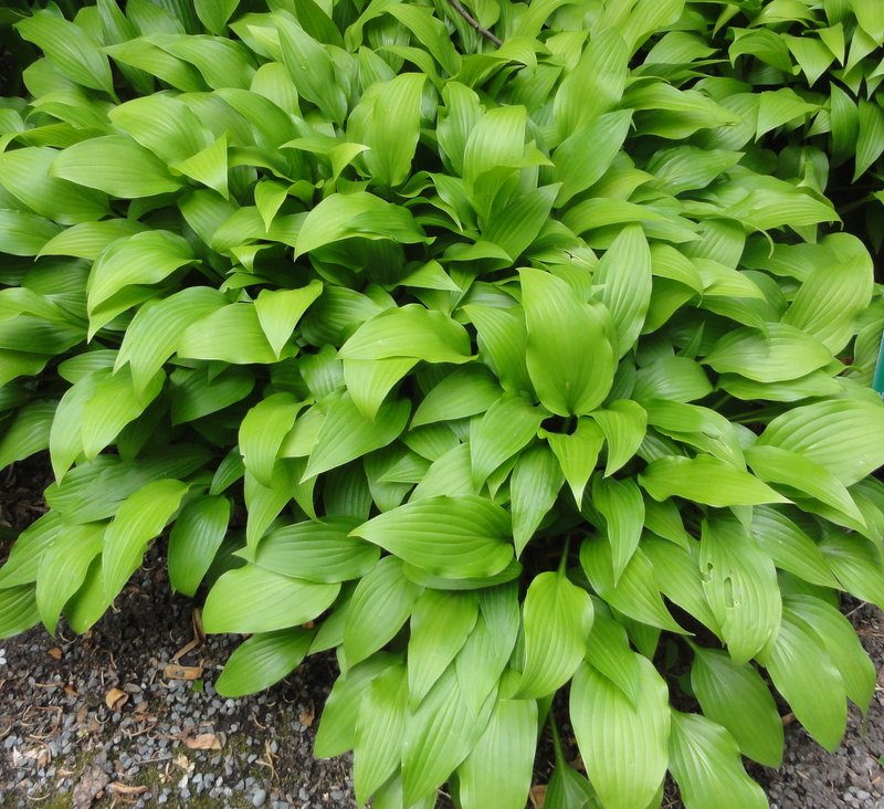 Narrowleaf Plantain Lily photo 8