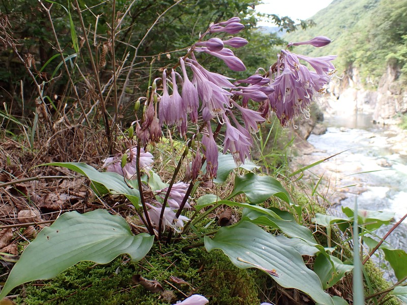 Hosta longipes var. longipes