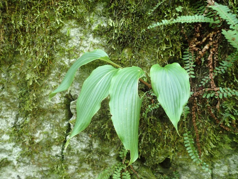 Hosta longipes var. longipes photo 2
