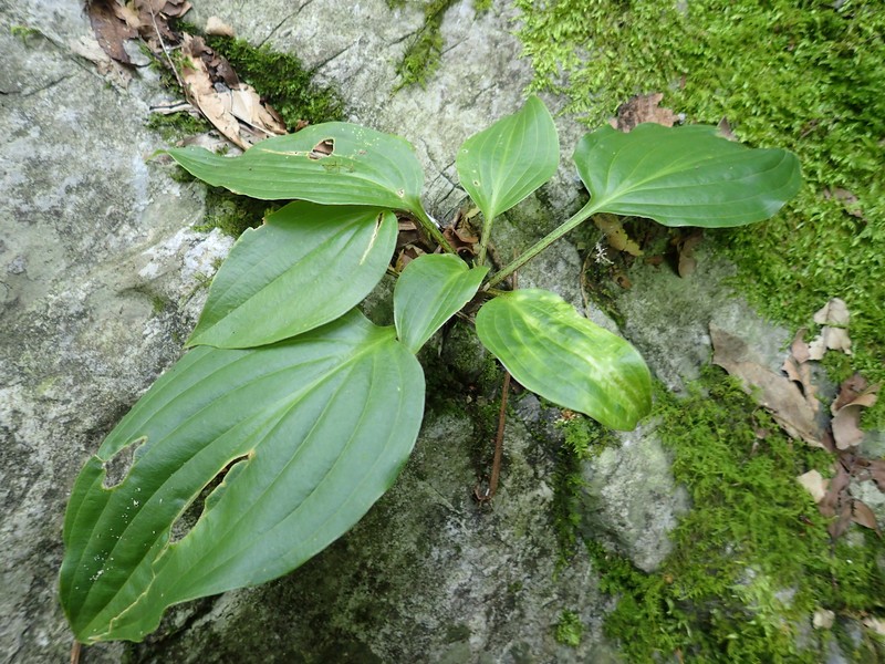 Hosta longipes var. longipes photo 3