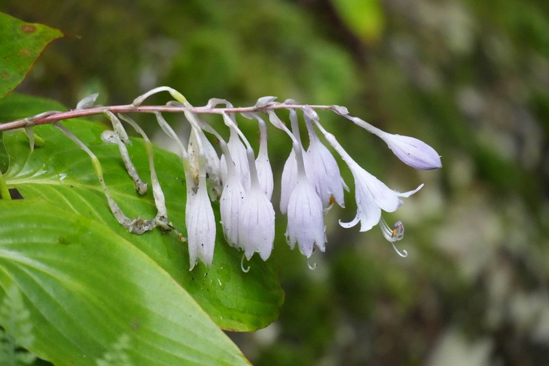 Hosta longipes var. longipes photo 4
