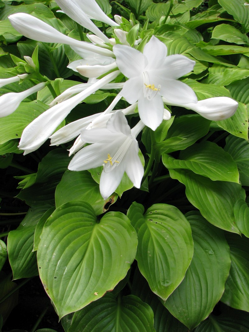 Fragrant Plantain Lily photo 2