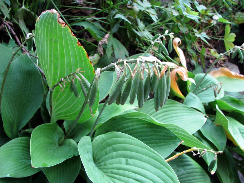 Fragrant Plantain Lily photo 3