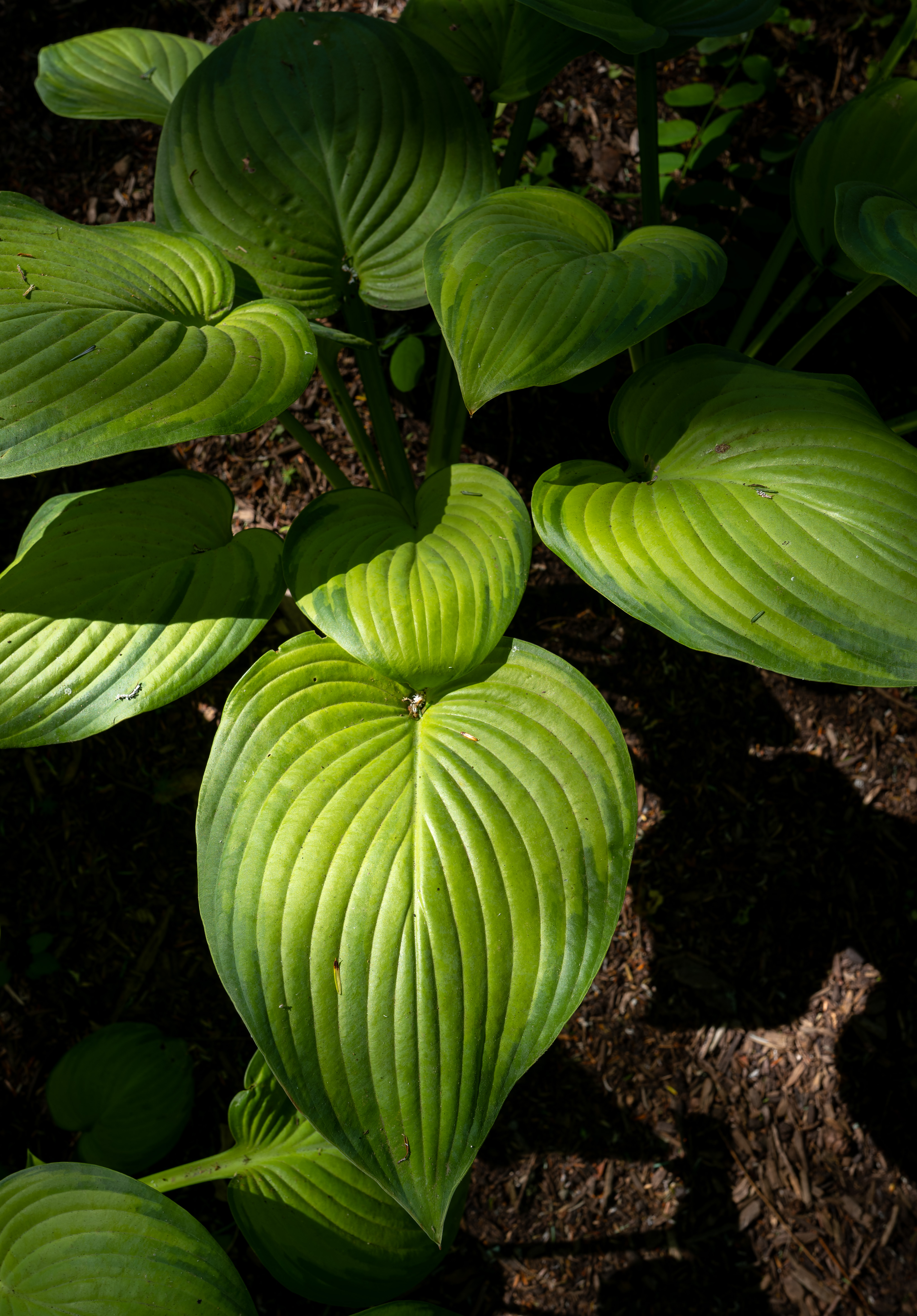 Fragrant Plantain Lily photo 4
