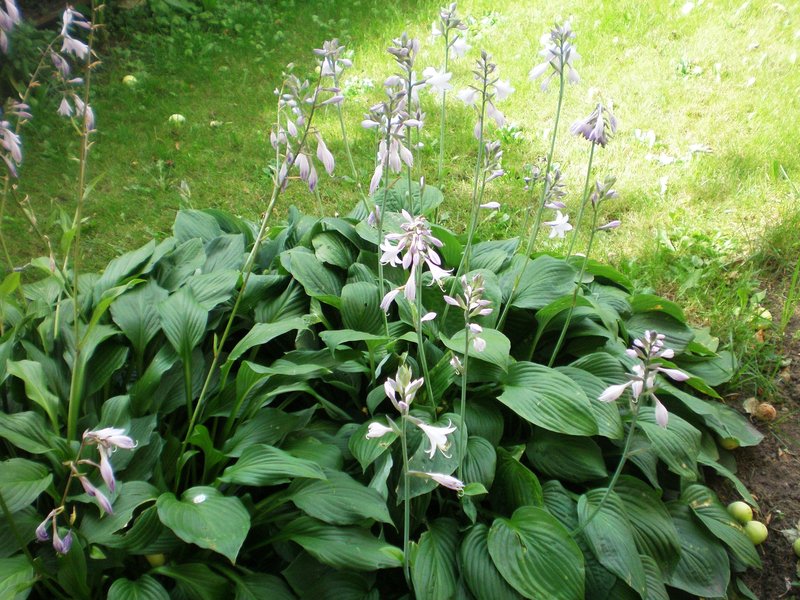 Fragrant Plantain Lily photo 5