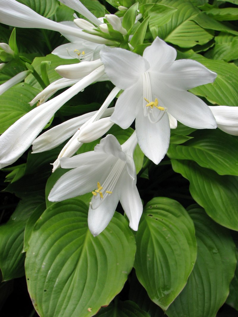 Fragrant Plantain Lily photo 6