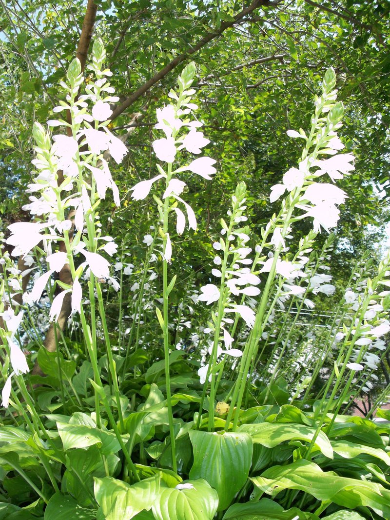 Fragrant Plantain Lily photo 7