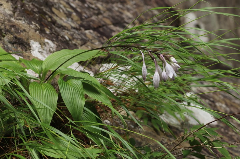 Hosta takiminazukiflora