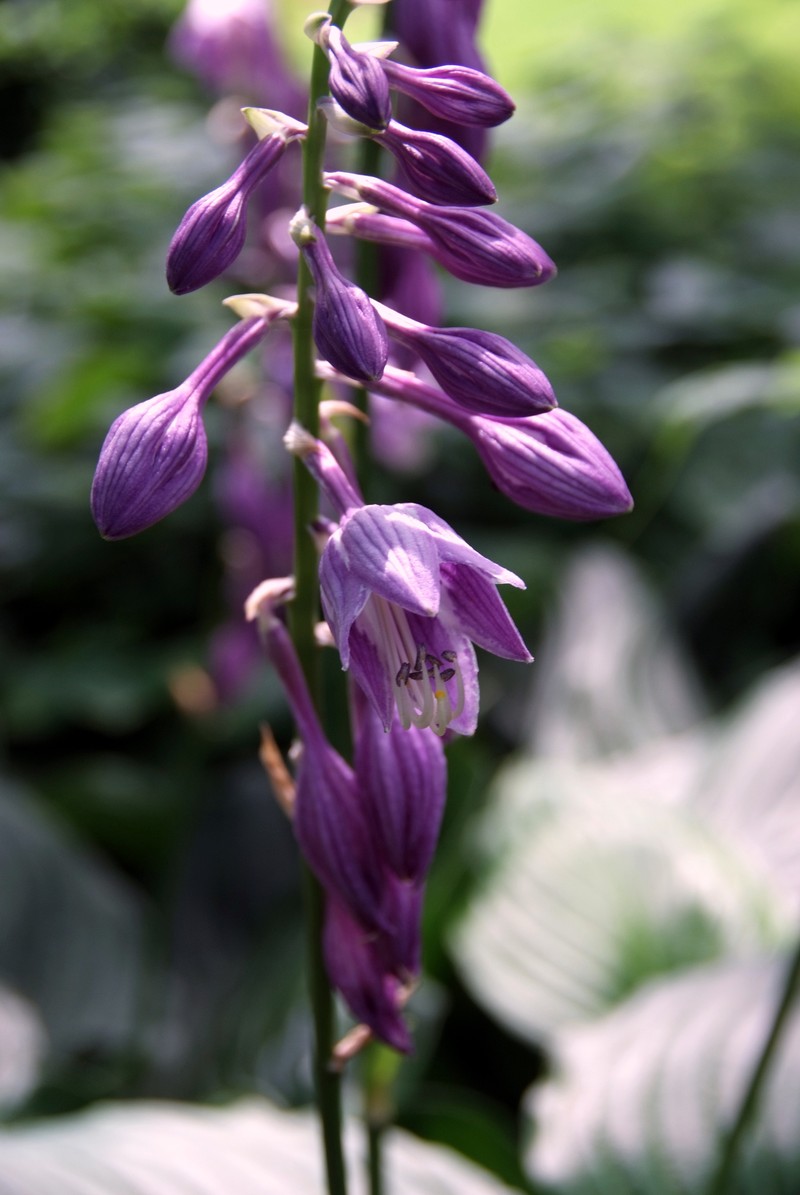 Blue Plantain Lily photo 2