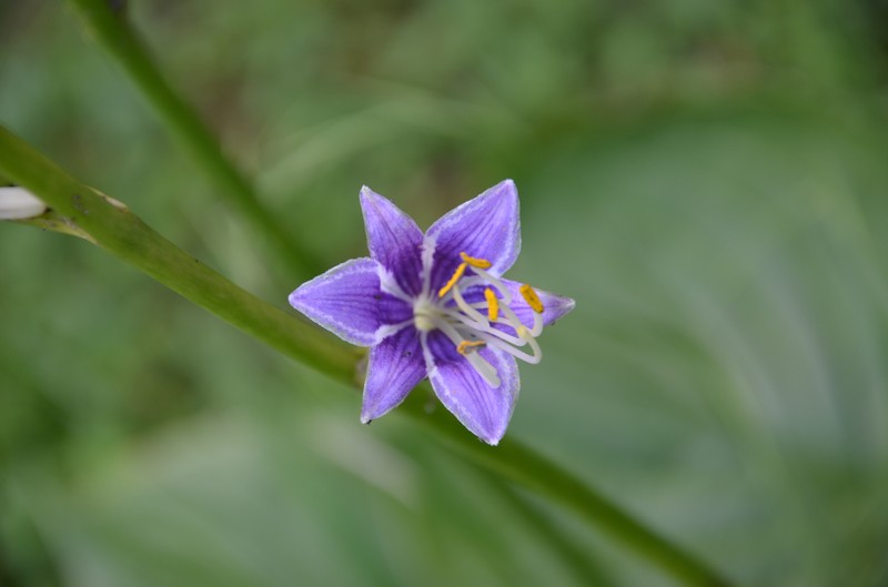 Blue Plantain Lily photo 3