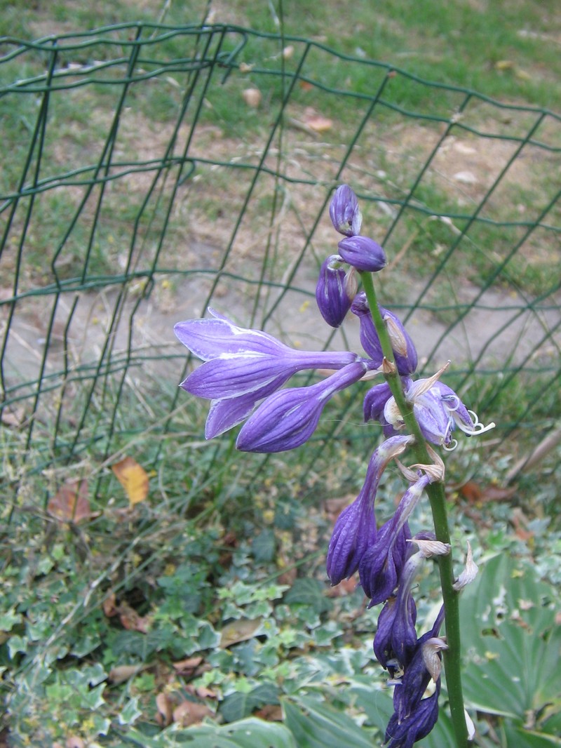 Blue Plantain Lily photo 4