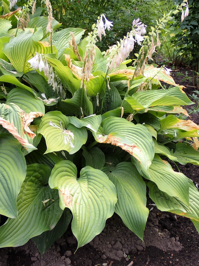 Blue Plantain Lily photo 5