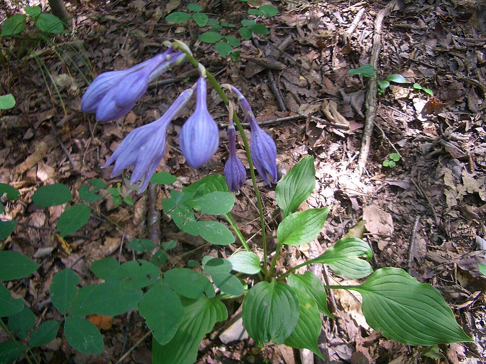 Blue Plantain Lily photo 6