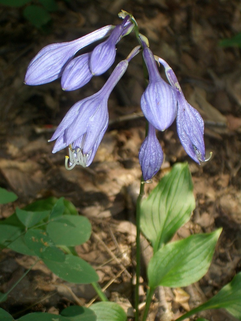 Blue Plantain Lily photo 8