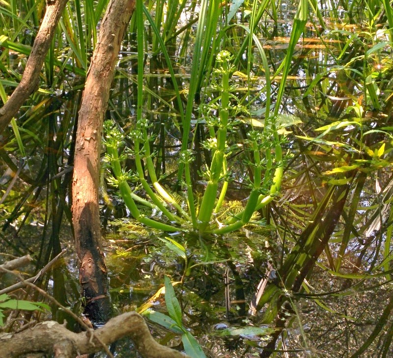 American Featherfoil