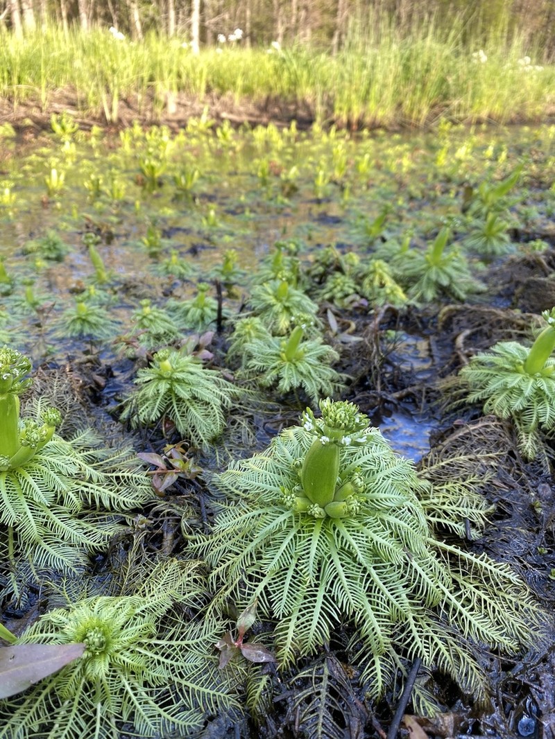 American Featherfoil