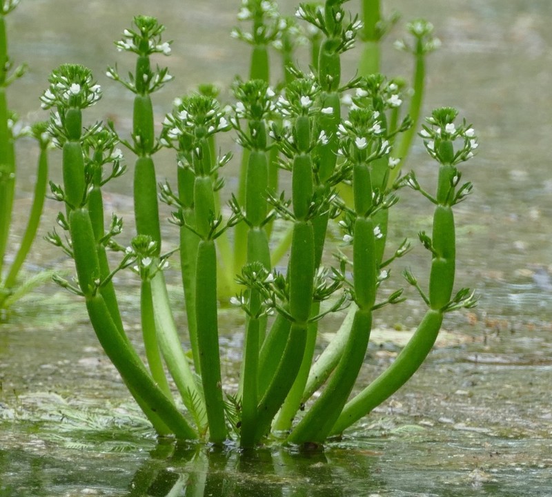 American Featherfoil photo 2