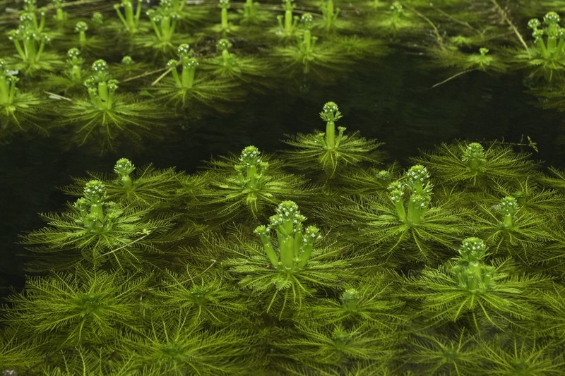 American Featherfoil photo 3