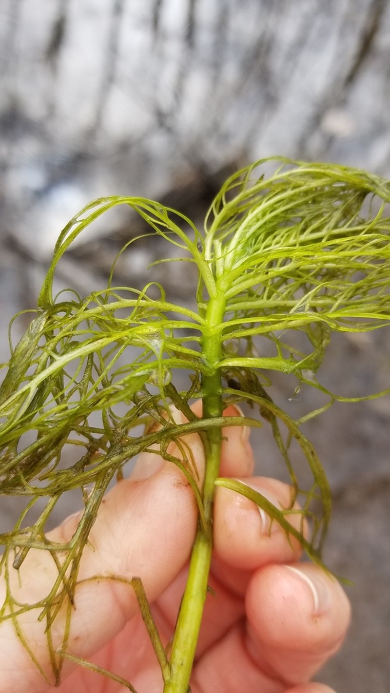 American Featherfoil photo 4