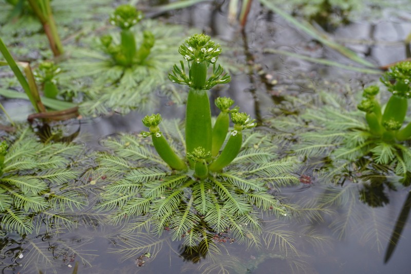 American Featherfoil photo 5
