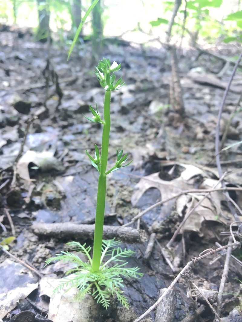 American Featherfoil photo 6