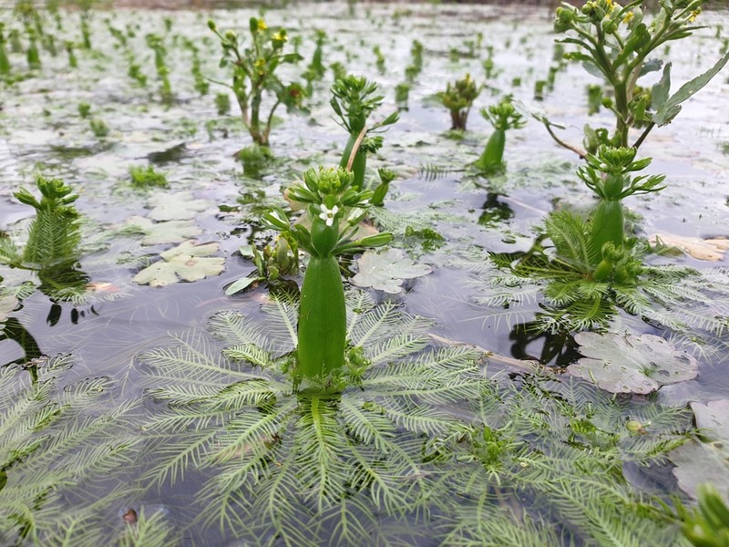 American Featherfoil photo 7
