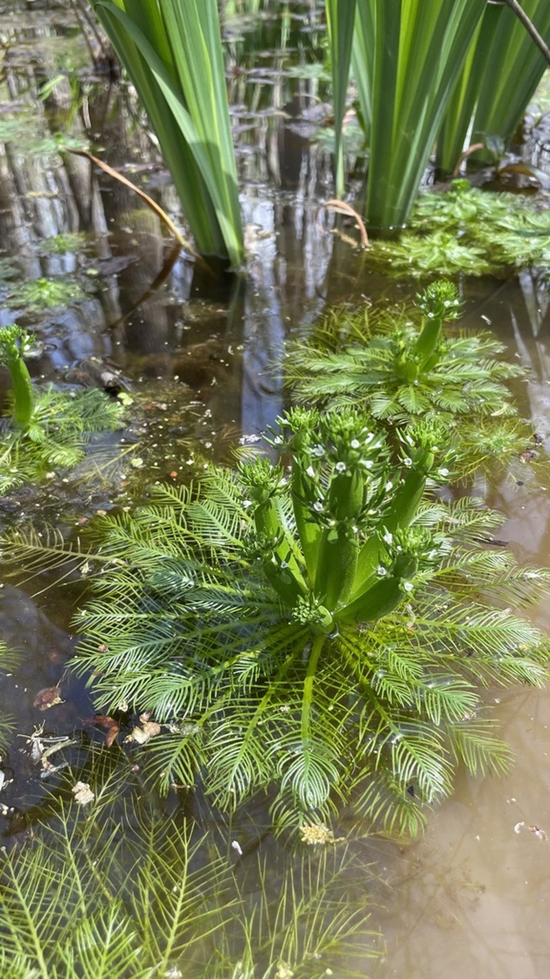 American Featherfoil photo 8